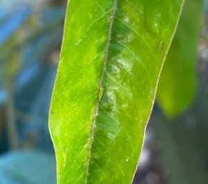 Rầy xanh (Rầy non)