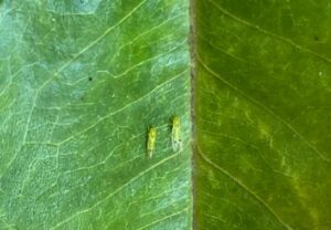 Rầy xanh (Trưởng thành)