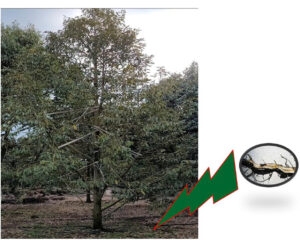 Thời Tiết Mưa Dầm: Cẩn Thận Cây Sầu Riêng Xì Mủ, Vàng Lá, Thối Rễ, Chết Nhánh