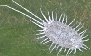 Rệp sáp hại sầu riêng