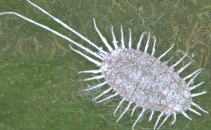 Rệp sáp hại sầu riêng